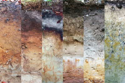 Horizon sequence of different forest soils
