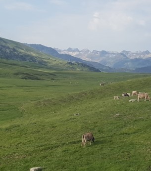 Pyrenean